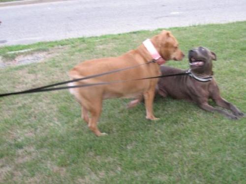 Karma & Gage - Pic of my beautiful Pit Bulls Karma (red) and Gage (blue). They are my joy :)