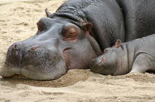 sleepy - mom can i sleep too