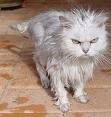 wet cat - The cat is clean, but don&#039;t get in his way!
 Does he know that Cleanliness is next to Godliness!