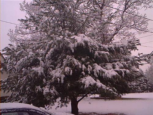 Our Pine Tree this morning out at the Farm; - UGH our first snowfall, now this kind is pretty, yes the kind that sits on
tree's and shrubs....so we had our first snowfall of the year 11-30-08 
did you have any last night??

