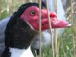 talk about peeping toms - talk about peeping toms