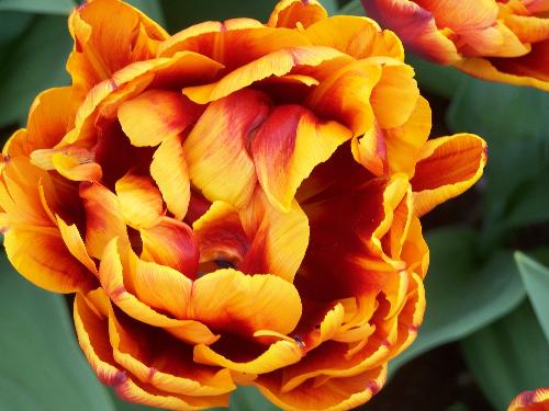 from tulip garden in amsterdam - i went to amsterdam few months back. this picture is from the tulips garden.