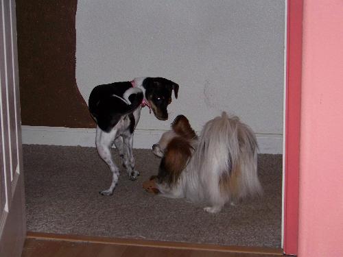 Daisy and Petie playing - Daisy trying to get Petie on her side so she can take over the world