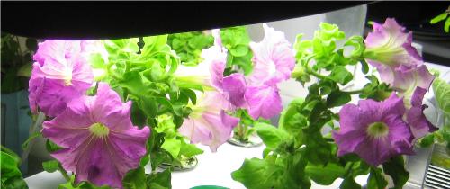 Bargain Petunias in November - These are growing indoors in liquid nutrient solution. No dirt, no bugs. Just pretty flowers :-)
