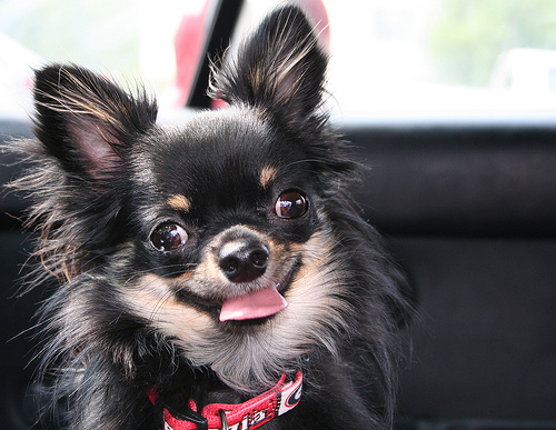 Cute Dog - Looking for attention for sure