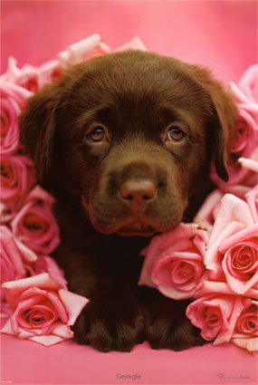 Puppy and Roses - looking nice for you all.