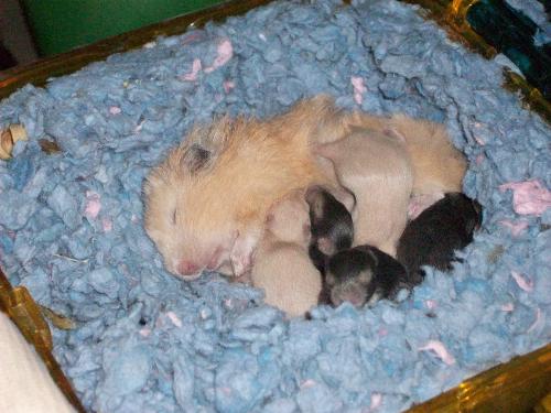 momma and babies - This is momma teddy bear hamster (buttercup) breast feeding her new 10 day old babies...so CUTE!
