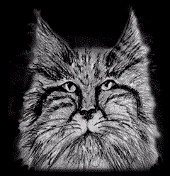 Big Cat - meow!!!