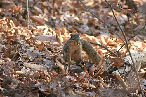 Backyard Squirrel - I love squirrels, I think they are so cute. I enjoy the challenge of taking photos of squirrels, since they are kind of hard to get close to out in the woods.