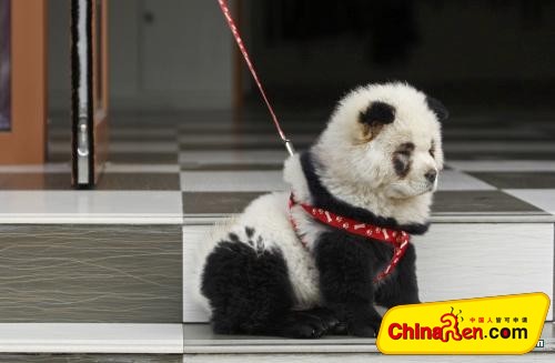 is it a real panda? - a dog is tricked up to be a 'panda'
