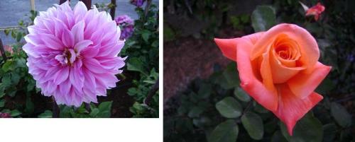 My photos - I like flowers.