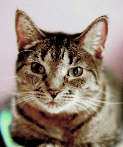 Kissy - Image of Kissy, my tiger-striped kitty