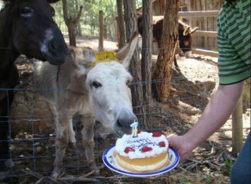 Donkey birthday - Donkey birthday from donkey shelter
