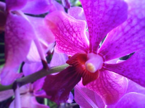 My father's Orchids - Please feel free to give your constructive criticisms. See my discussion about this picture. Thanks!