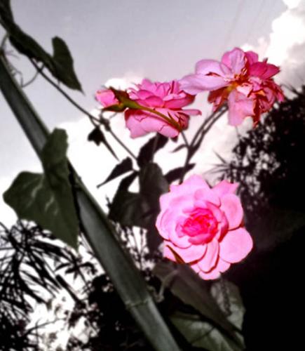 Roses by the Pole - A picture of a wild rose growing in front of our house, beside the telephone pole.