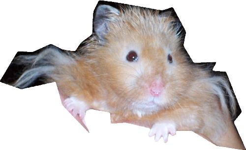 Peanut - This is my son's Teddy Bear hamster, he is sooo cute!