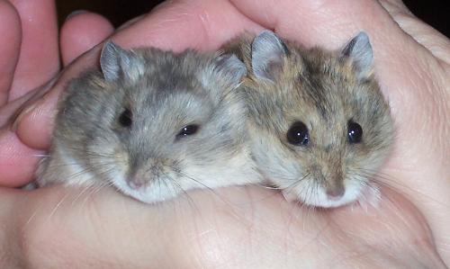 Russian Dwarf Hamters - My daughter's dwarf hamsters