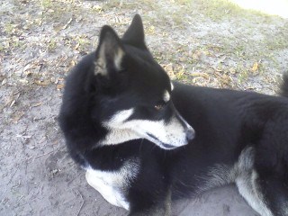 Dakota - my dog