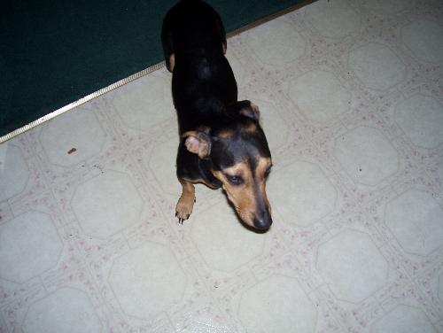 Buster My Dog - Here is a piture of my half Dachshund, half doberman, Buster.