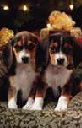 Our Pets - Part of the Family
