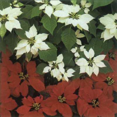 Red & White Poinsettias - Here are some red and white ones for you