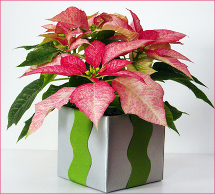 Poinsettia In Box - A poinsettia plant for you!