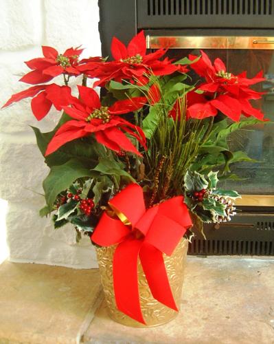 Poinsettia Arrangement - Here is a pretty arrangement with holly and poinsettias!