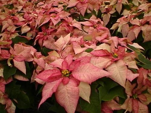 Pink Poinsettias - Pretty pink poinsettia plants ... try saying that 5 times fast haha!