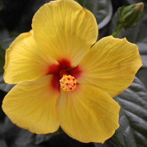 hibiscus - taken this summer
