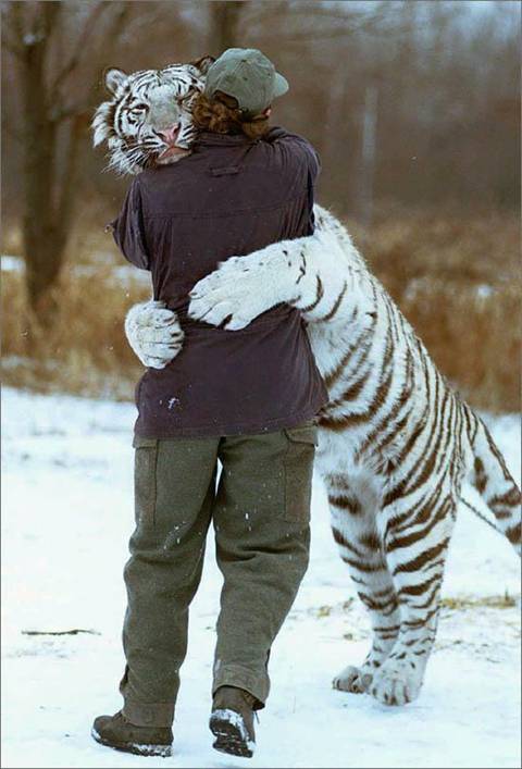 White Tiger - Looks cool huh? God knows how many of them are left...