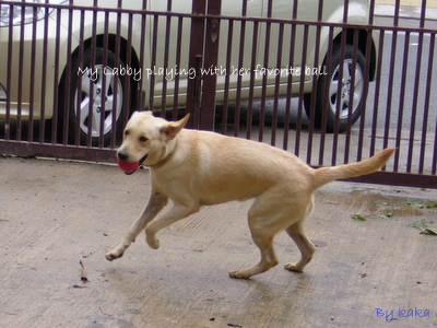 My Labby - This is my lovely dog, Labby, a yellow labrador