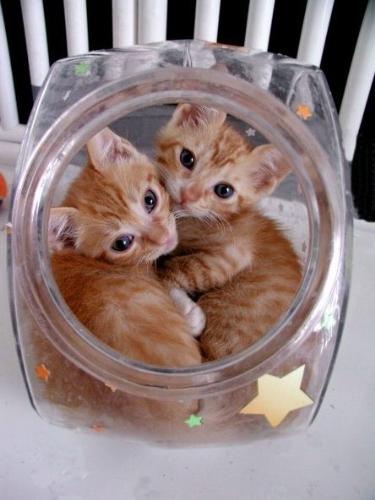cutie in a bowl - Two kittens having a bowl.