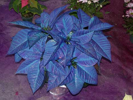 Blue Poinsettia - They do exist!