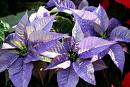 poinsettia plants - purple poinsettia