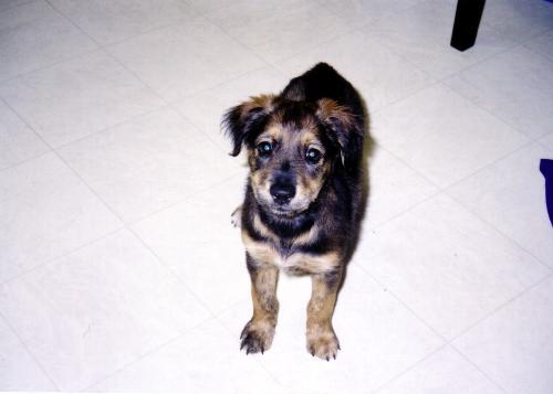 Coffee Bean - puppy pic - Male - Australian Shepard mix - 6 yrs