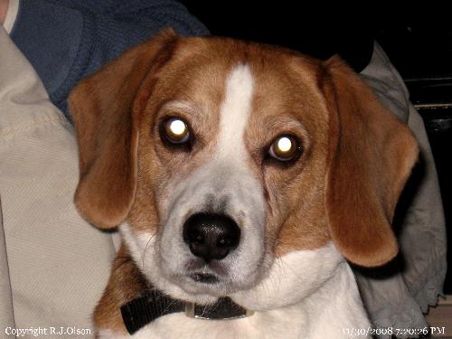 Buster - My beagle, Buster, with 'short' hair.