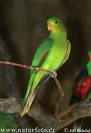 Parrot - picture of a parrot