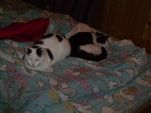 Lutu and Sutu getting back to sleep - Lutu and Sutu getting back to sleep after i took some pictures, even Lutu decided to get back to sleep and ignore further pictures i took of him and his fellow cat friend.