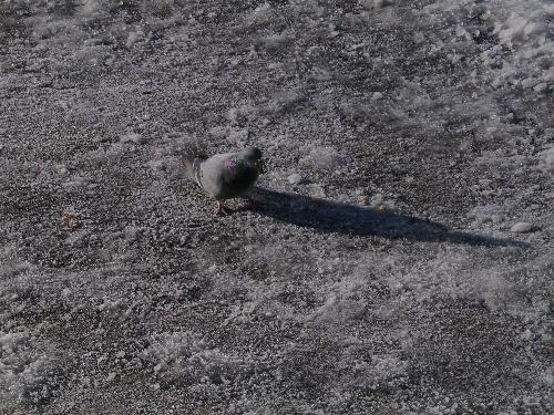 Pigeon in the train station - This is one of the pigeons we took a picture of while on our trip back from the mountains.