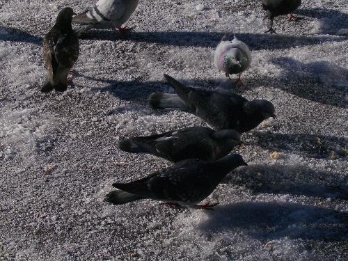 Pigeons attracted by bread crumbs - Pigeons attracted by bread crumbs in the train station as i wanted to take some pictures and soon realized that there are many pigeons nearby if you have enough food to feed them.