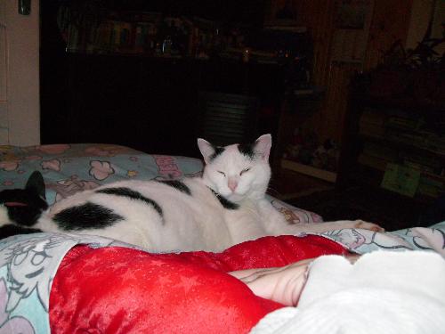 Lutu, my girlfriend's cat, slowly going to sleep - Lutu, my girlfriend's cat, slowly going to sleep as i was trying to immortalize the moment and capture him on film. He just opened his eyes as the blitz of the camera woke him up.