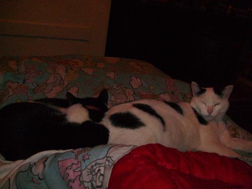 Lutu and Sutu sleeping together - They were finally bored and decided to completely ignore me and my camera so they just got on to sleeping together.