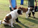 big dogs - saint bernard