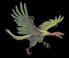 archeological bird - a bird with the features of a ave and a reptile!!!!!