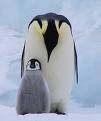 penguins - cute arent they