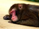 Adding pic for reference of a cute monkey sleeping - Adding pic for reference of a cute monkey sleeping .