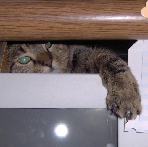 Morrison's appeal - Morrison like to sit on top of the monitor.