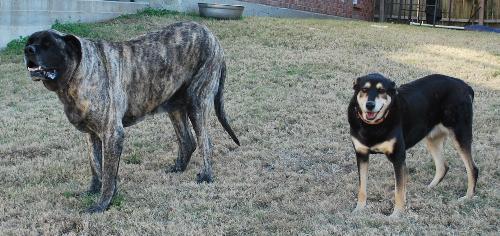 This is Miles and Scarlett - Miles is a British (English) Mastiff and Scarlett is a Rot/Sheppard mix  They are the coolest dogs ever!