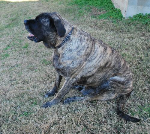 Miles Only - Miles Only, all 220 lbs of incredible dog
