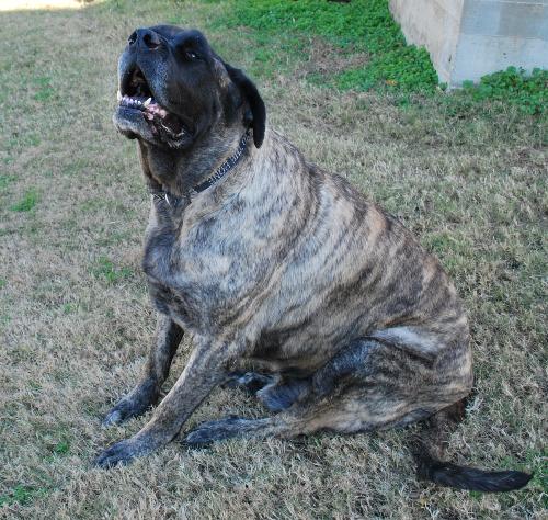 Another Miles - British Mastiffs are the best family pets. Miles is awesome, more a pony than a dog really.